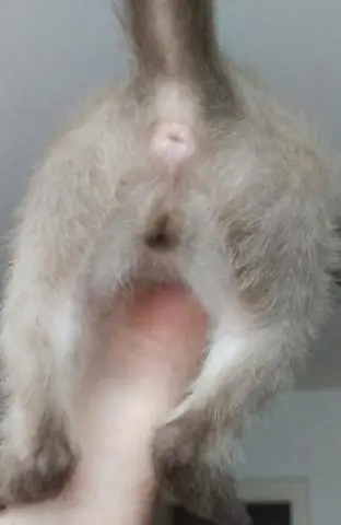 Трихомоноз: загадка у кошек