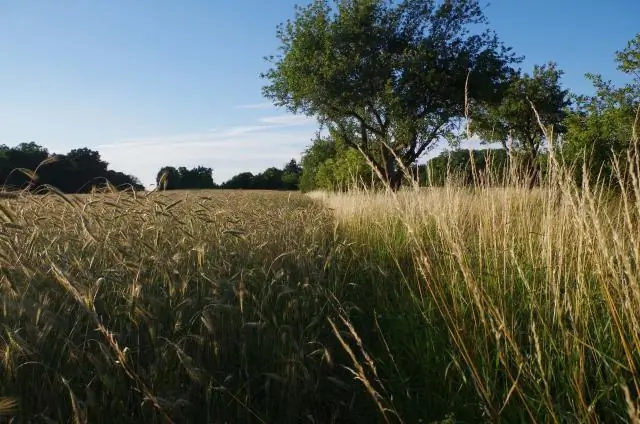 Пересмотрите влияние деревьев на круговорот воды и климат, говорят ученые: деревья, леса перерабатывают воду и изменяют климат