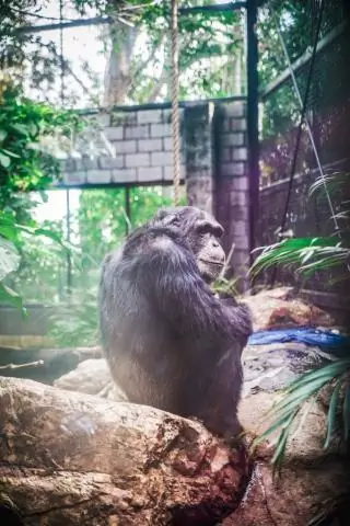 Дикие шимпанзе живут на удивление долго