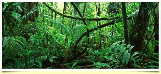 Обнаружены новые виды: простейшие паразиты способствуют стабильности экосистем тропических лесов