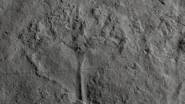 430 миллионов лет окаменелости, названной в честь сэра Дэвида Аттенборо: древний родственник омаров и крабов с мягкими частями, новый для науки