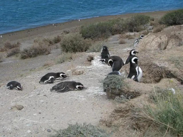 Опускание водно-болотных угодий на пляже тюленей связано с древними землетрясениями