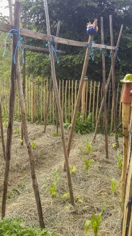 Мульча из муравейников: мульча из муравейников улучшает влажность почвы