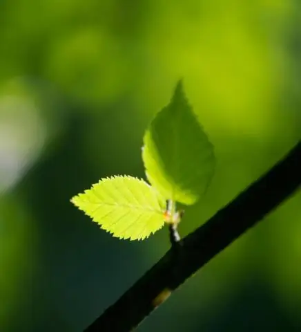 Исследование вопросов эффективности метода консервации транслокаций
