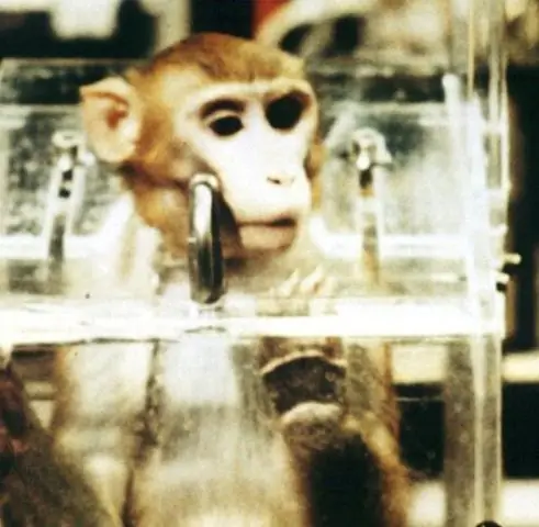 Желтая лихорадка убила тысячи обезьян в Бразилии