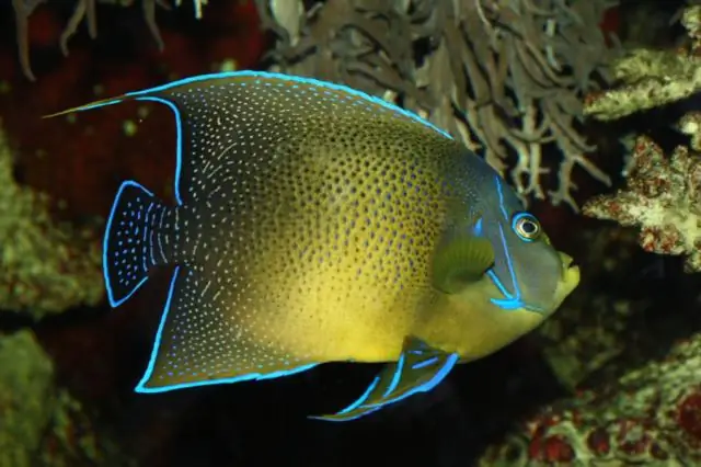 Кораллы гибнут из-за глобального потепления и местной погоды в Южно-Китайском море