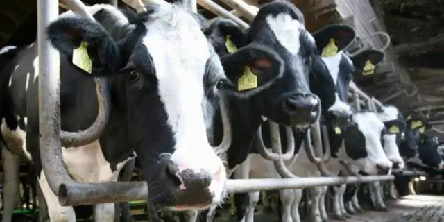 Молочные фермеры должны переосмыслить комендантский час для коров, говорят исследователи
