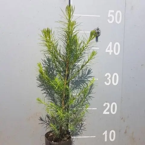 Изменение климата и «упущенное из виду» питательное вещество: диоксид кремния: более теплые зимы могут иметь последствия в лесах умеренного пояса и за их пределами