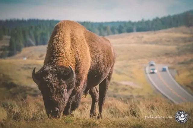 Дрожь крупной дичи: койоты не могут сравниться с охотничьим мастерством волков: восточному койоту не хватает смелости, чтобы заменить волков в экосистеме