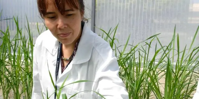 Трансгенные растения против малярии