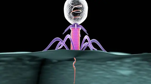 Бактерии и фаги: бесконечные циклы эволюции