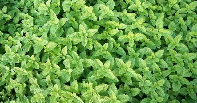 Расстояние между волосками обеспечивает чистоту пчел во время опыления: исследователи количественно оценивают процесс очистки