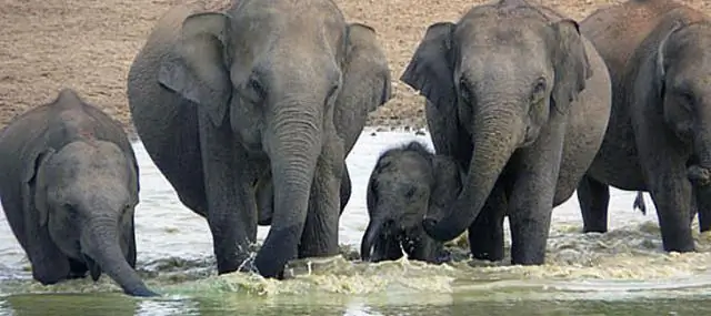 Спасение 11 азиатских слонов из грязевой ямы