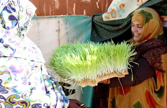 Борьба с голодом в мире: робототехника помогает в изучении кукурузы и устойчивости к засухе