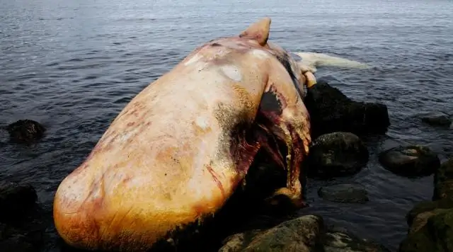 Последние кайманы, живущие в Испании