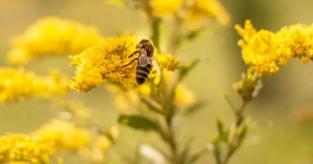 Сжигание древесины приводит к выбросу большого количества вторичных органических аэрозолей: Текущие оценки выбросов слишком занижены