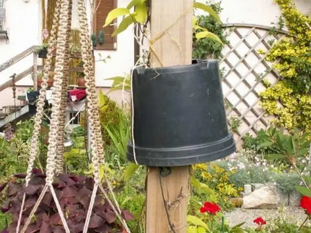 Выбросы метана деревьями: стволы деревьев служат источником метана в горных лесах