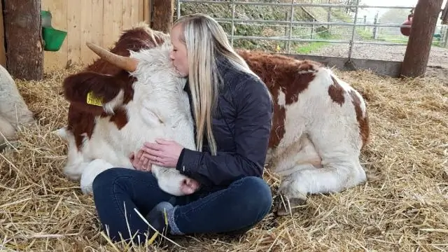 Барсук может сам закопать корову: исследование под руководством бакалавра наблюдает ранее неизвестное поведение кэширования