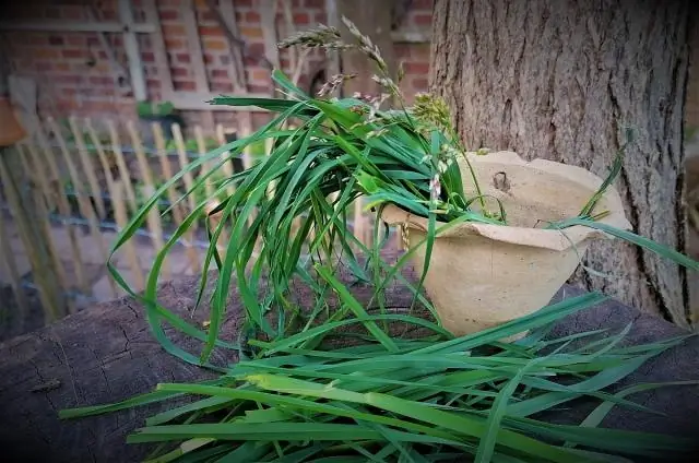 Трава станет новым бензином?