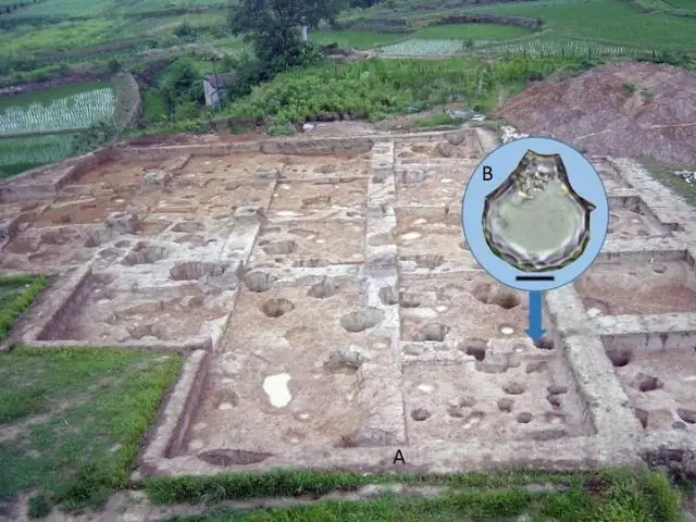 Одомашненный рис выходит из-под контроля: сорный рис, который генетически отличается от дикого и сельскохозяйственного риса, приспособлен для тайной жизни на сельскохозяйственных полях