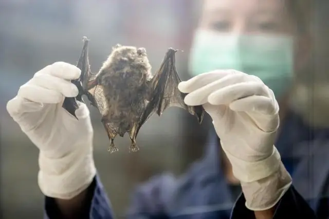 Коронавирус, похожий на MERS, обнаружен у летучей мыши из Уганды: новый вирус вряд ли передастся людям