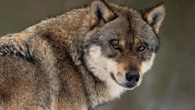 Одомашнивание волков: крупные хищники вновь заселяют прежние ареалы, где они часто полагаются на недавно доступную человеческую пищу