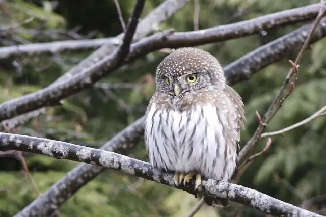 Самцы пауков-прыгунов ухаживают за кем угодно и когда угодно: самки решают, кому жить, а кому умирать