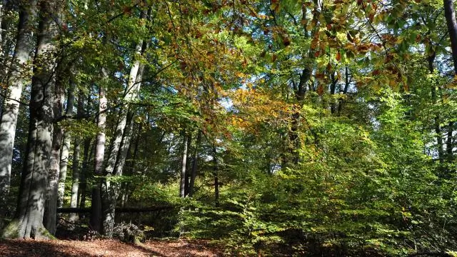 Морские травы в объекте всемирного наследия не восстановились спустя годы после аномальной жары