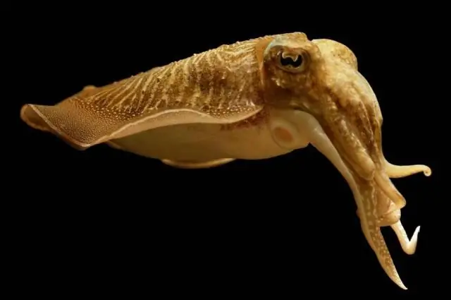 «Умные» головоногие обменивают эволюцию генома на продуктивное редактирование РНК