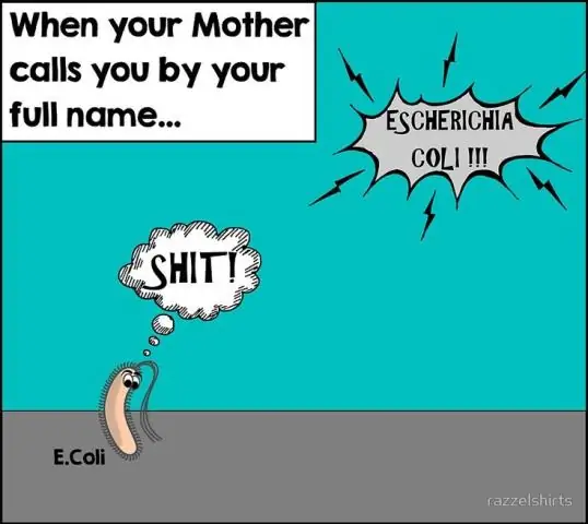 Биологи открыли стратегию разделения времени у бактерий: найдено, что сообщества координируют питание для повышения эффективности