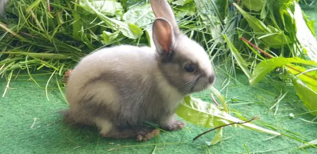 Способы снижения стресса у собак из приюта