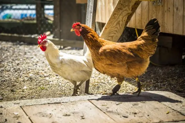 Как у некоторых кур появились полосатые перья