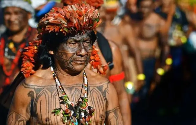 Вырубка леса угрожает размножению черепах