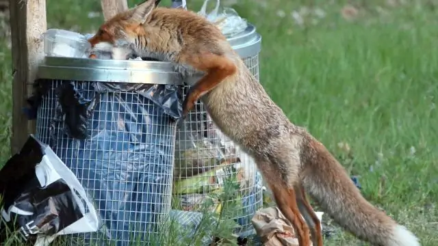 В поисках дикой фасоли