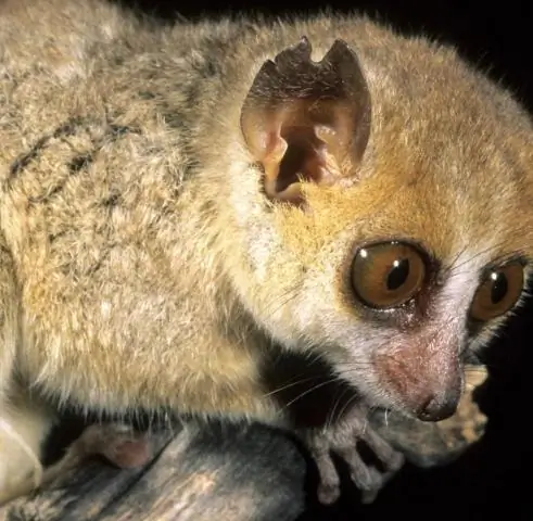 Распущенность замедляет эволюцию новых видов