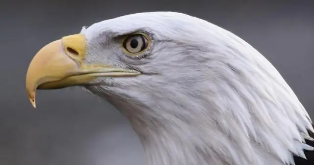 Пресноводные озера Северной Америки становятся все более солеными: близость к дорогам и соль на дорогах предсказывают эскалацию засоления