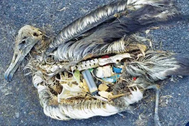 Эффект парниковых газов, вызванный преобразованием мангровых лесов, весьма значителен