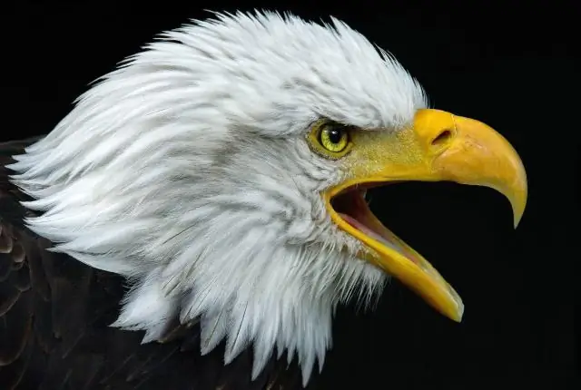 Команда борется с загадочной болезнью, поражающей диких и содержащихся в неволе змей