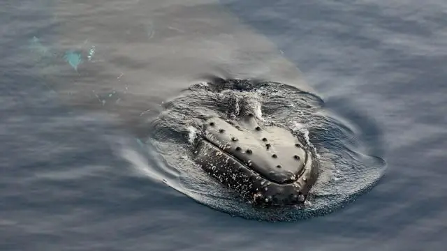 Колония антарктических пингвинов неоднократно уничтожалась извержениями вулканов