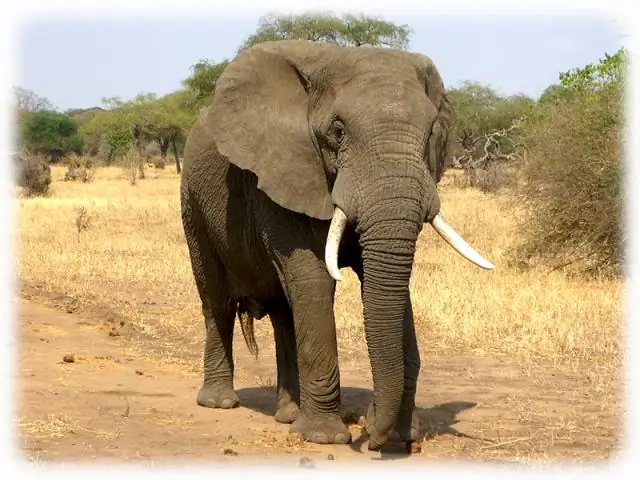 «Осознание тела» слонов доказывает все больше доказательств их интеллекта