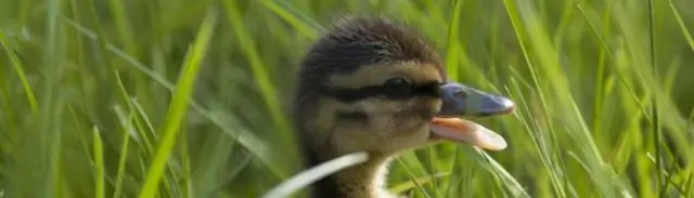 Новая сборка генома салата дает ключ к успеху огромного семейства растений