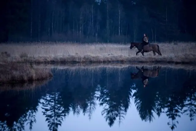 Дикое сердце: городские кабаны предпочитают натуральные пищевые ресурсы