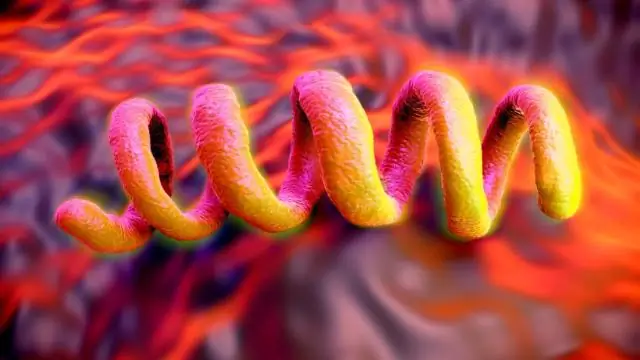 Вши и бактерии, партнеры по паразитизму