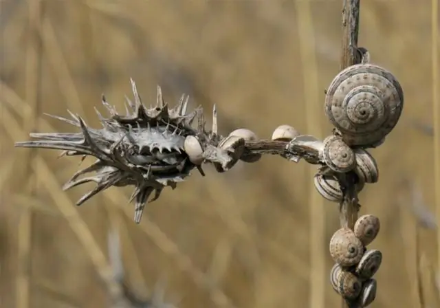 Cave-in: как эволюционируют слепые виды