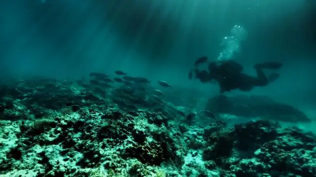 Кишечки термитов скрывают секрет расщепления растительной биомассы