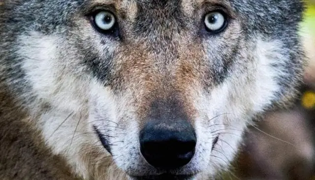 Два в стае: без изменений для волков на острове Рояль