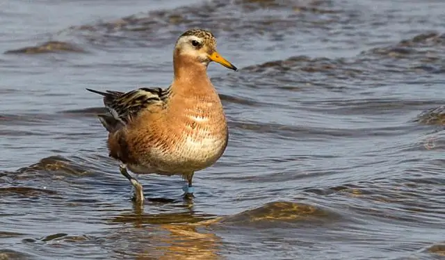 Залежи льда в арктических реках быстро исчезают: изменения могут повлиять на дикую природу, которая зависит от арктических рек