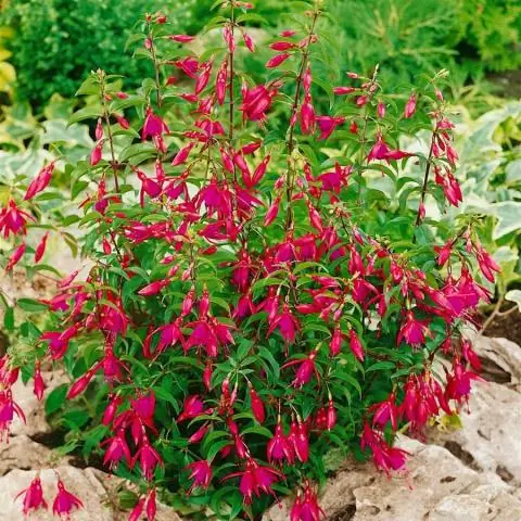 Выносливый грызун с «необычайной» противораковой защитой