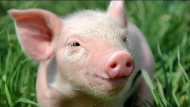 Исследователи создали мутантных ос с красными глазами: результаты показывают, что технология нарезки генов CRISPR работает для изучения ос