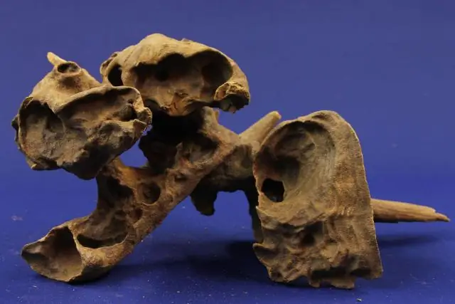 Объяснение необычайной устойчивости смертельной бактерии